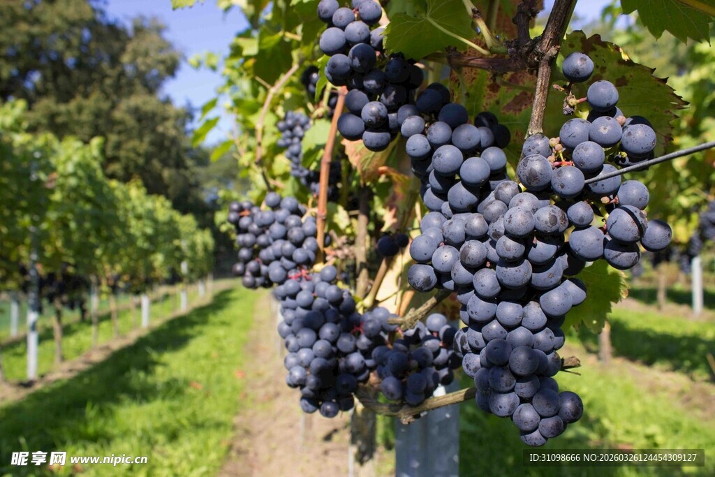 葡萄园里饱满的紫葡萄