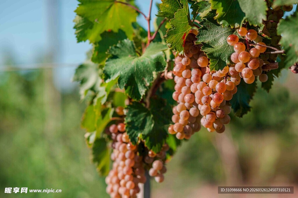 金黄葡萄挂枝头