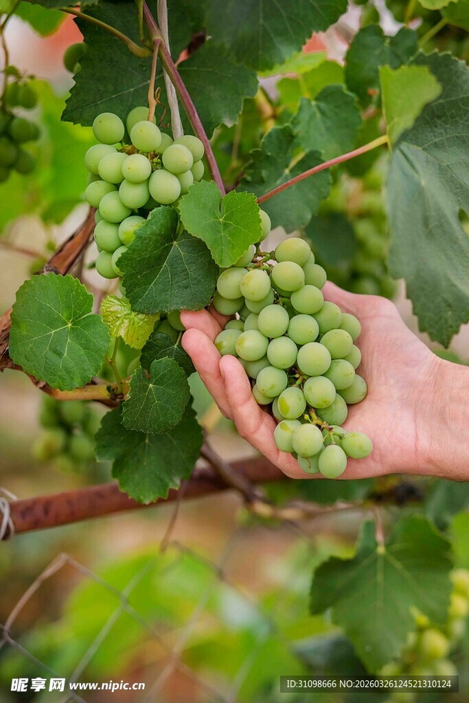 手捧青葡萄藤蔓间果实