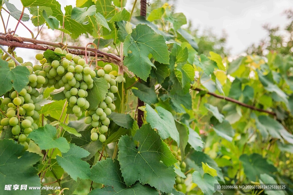 葡萄藤上的青葡萄