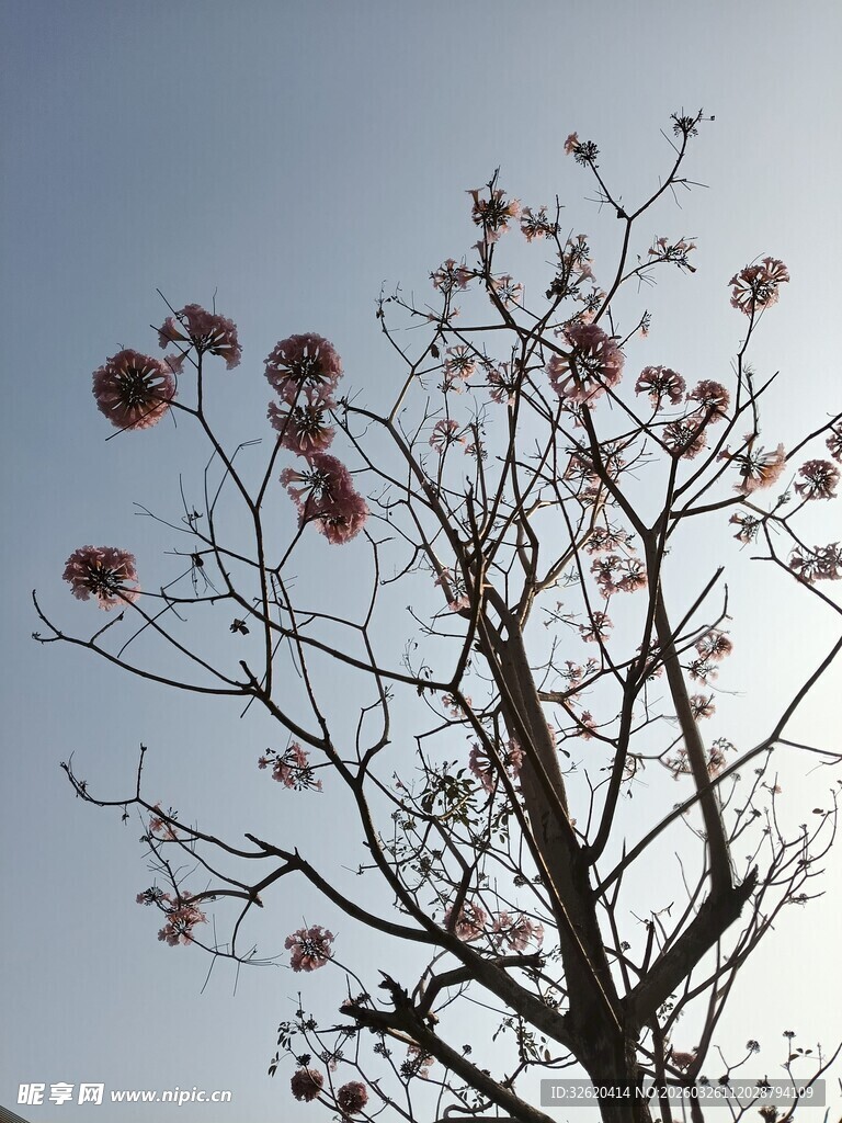 阳光下的繁花枯树