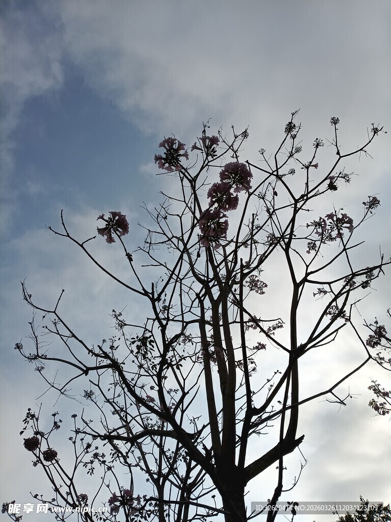 枯树映蓝天