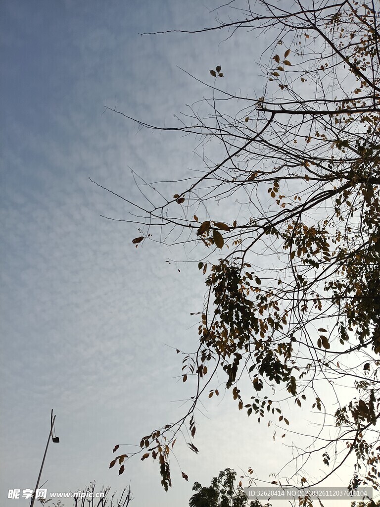 枝头之上的澄澈蓝天