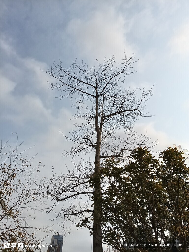 冬日枯树立于蓝天白云下