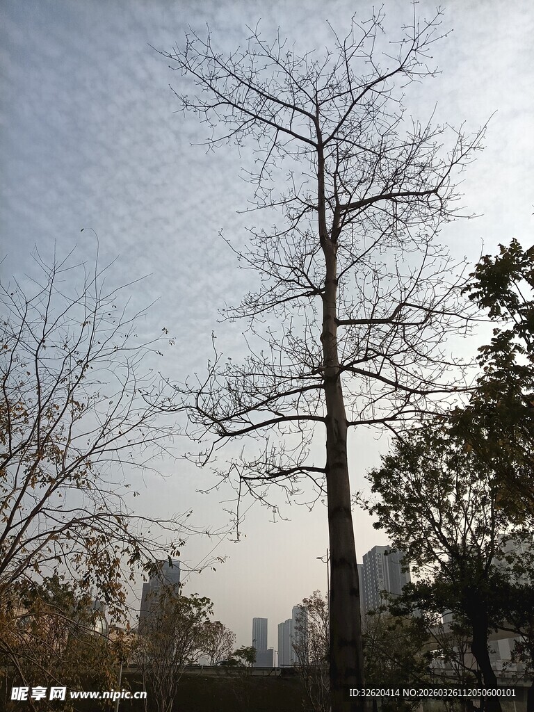 枯树