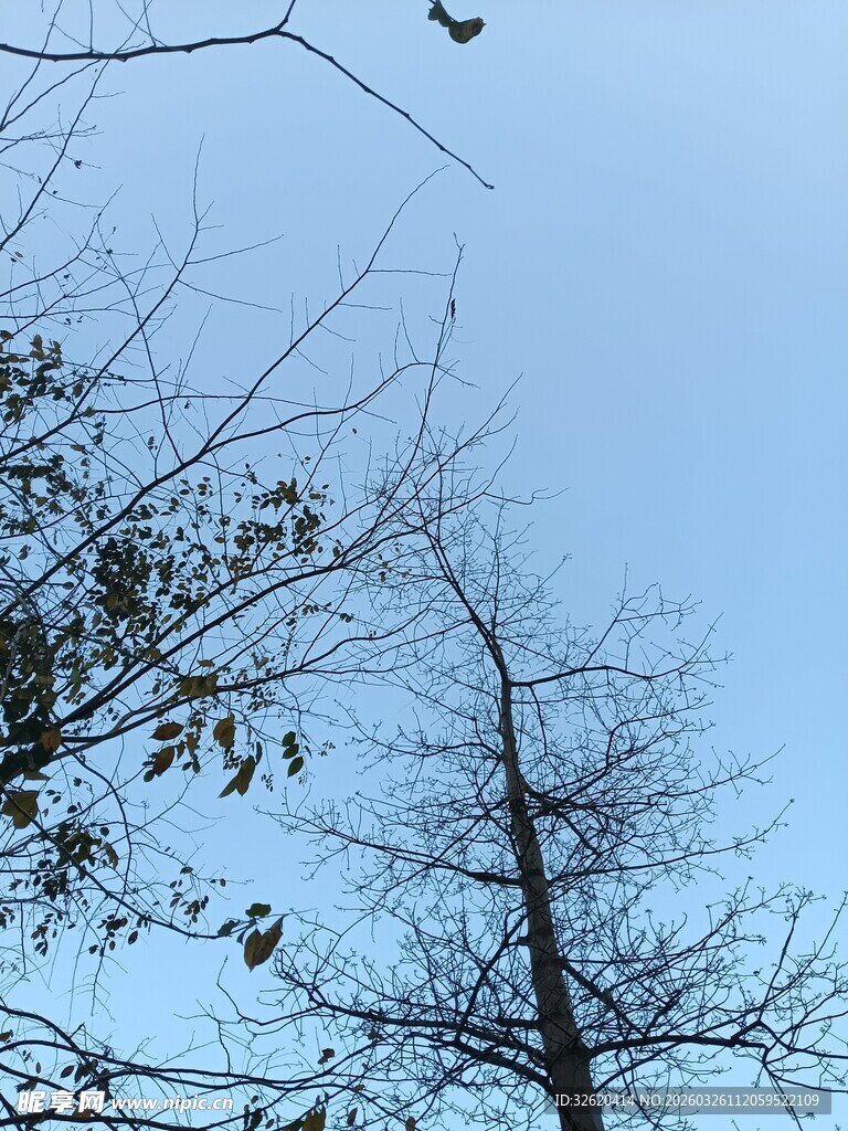 蓝天枯枝旁的稀疏树叶