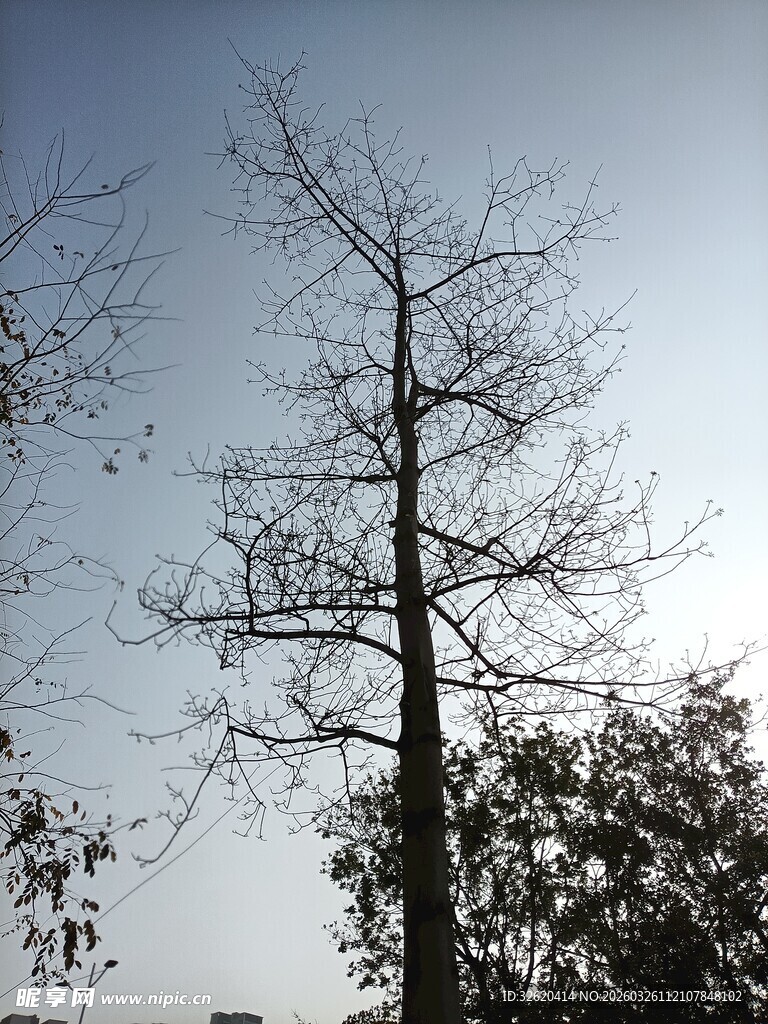 冬日光秃树干景象