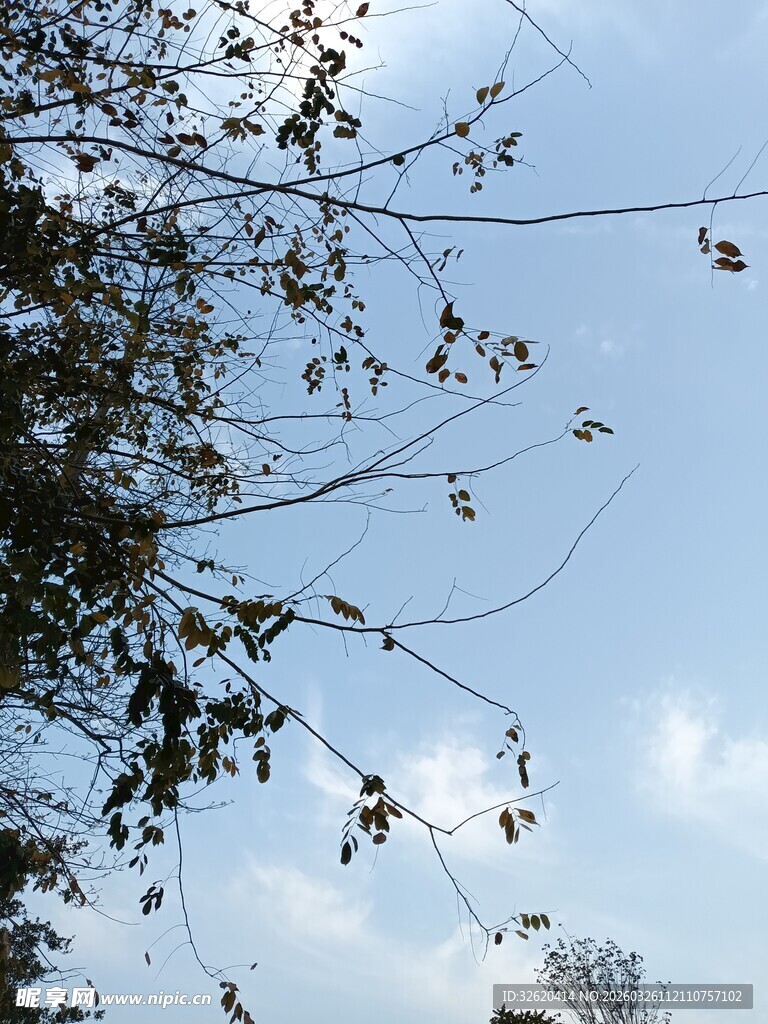 枝头映蓝天