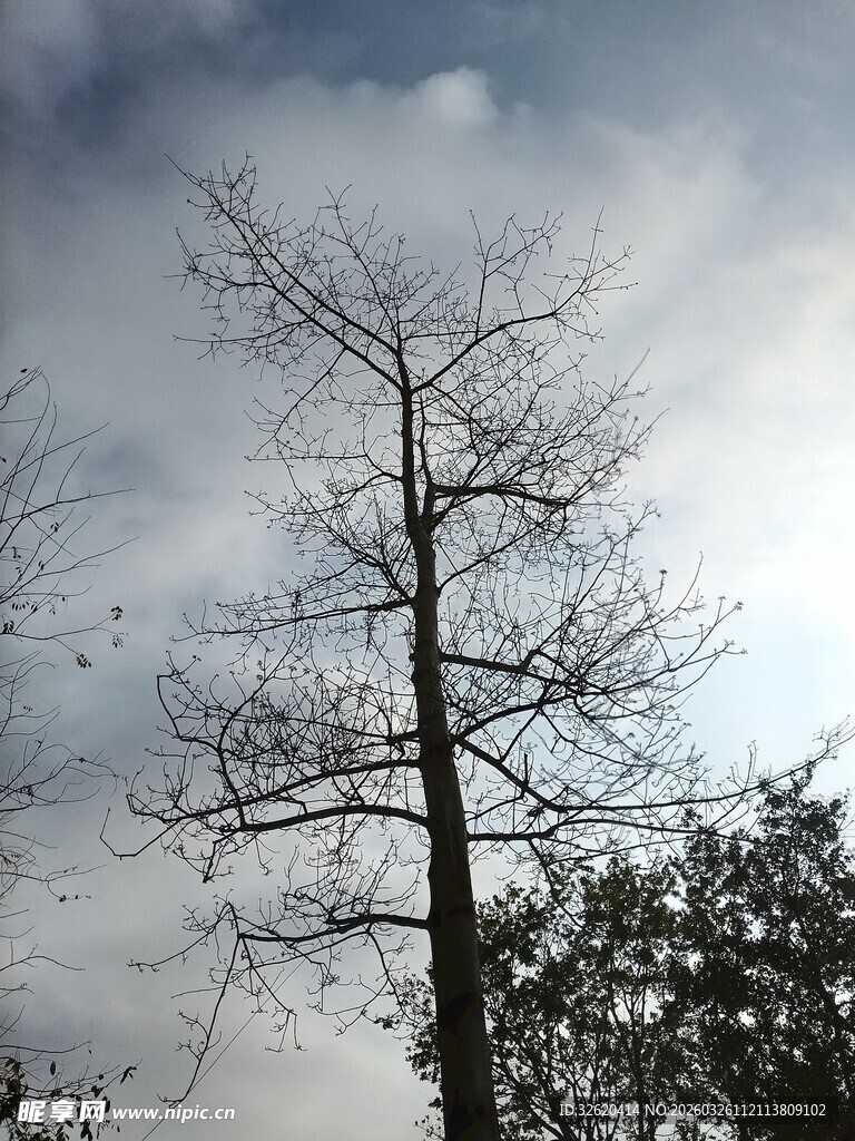 孤树傲立天际