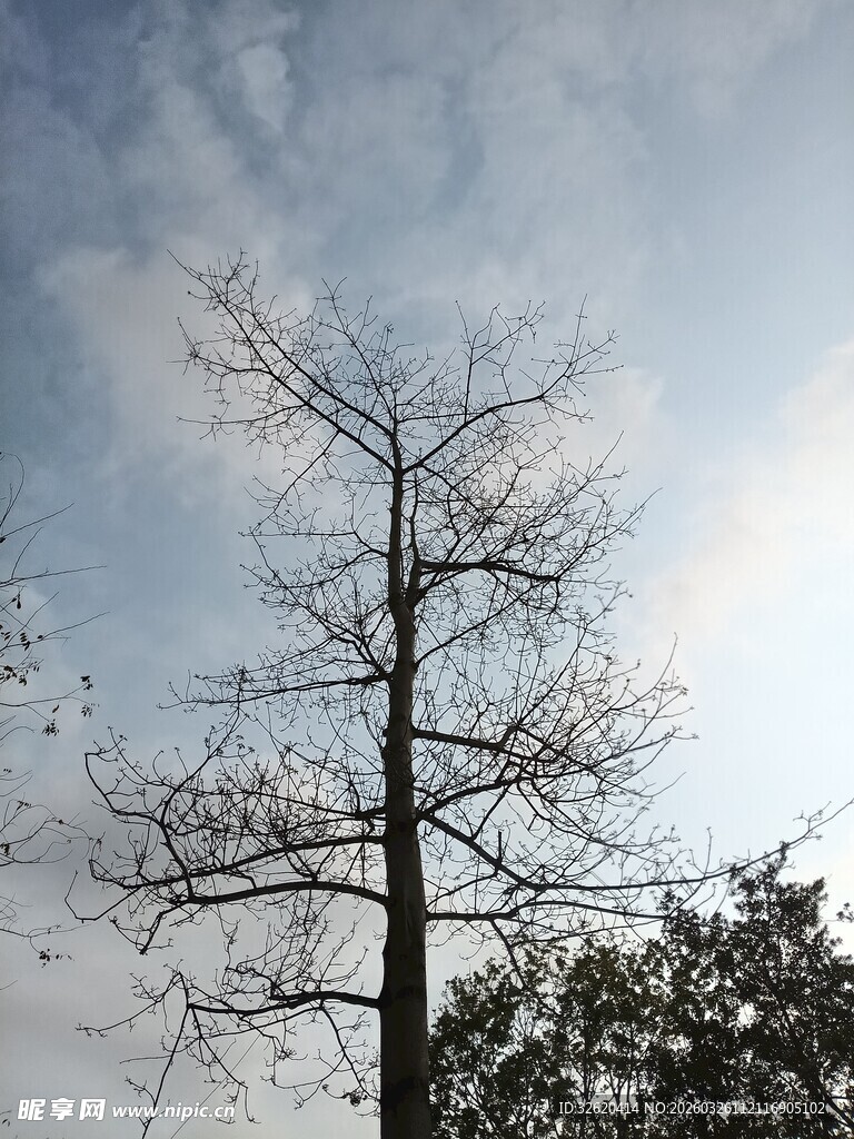 冬日孤树映蓝天