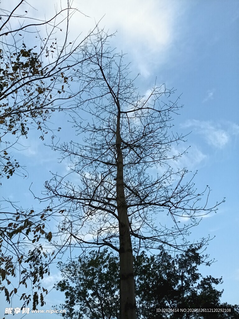 蓝天映衬下的光秃树木
