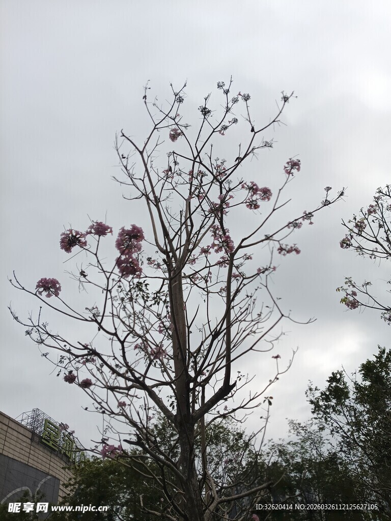 枝头绽放的稀疏紫花
