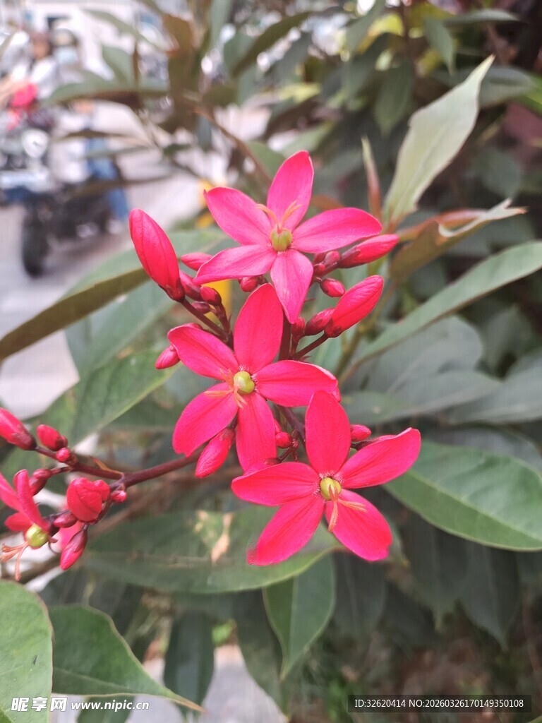 娇艳红花朵朵绽放
