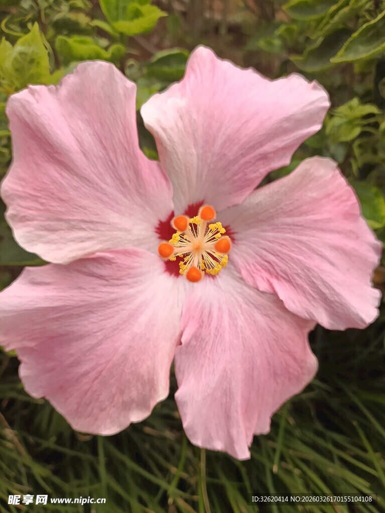 粉色木槿花