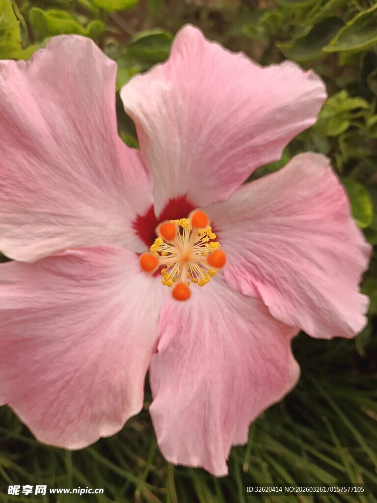 粉色木槿花