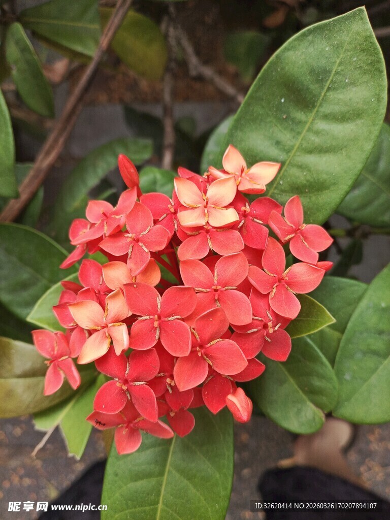 艳丽红色龙船花绽放