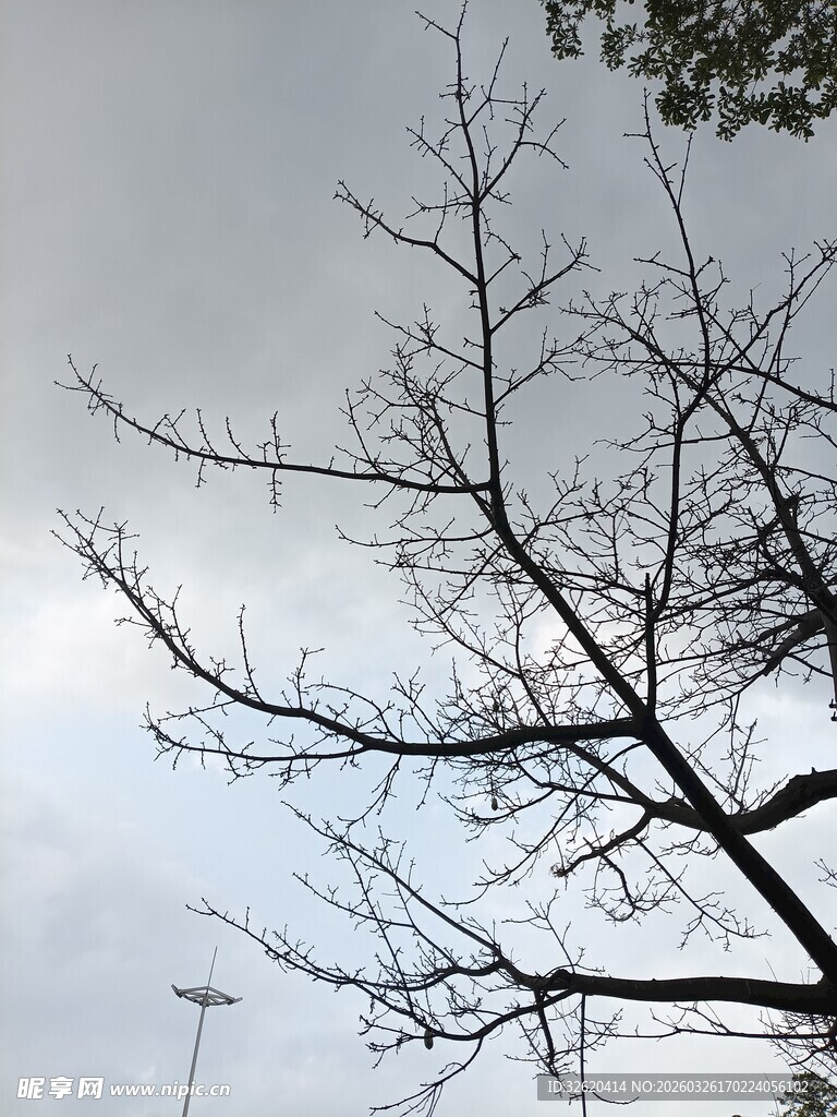 冬日枯树