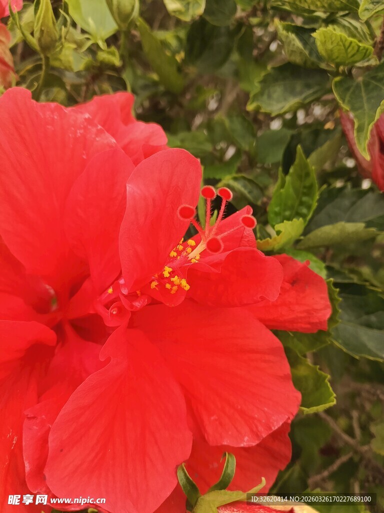 鲜艳朱槿花