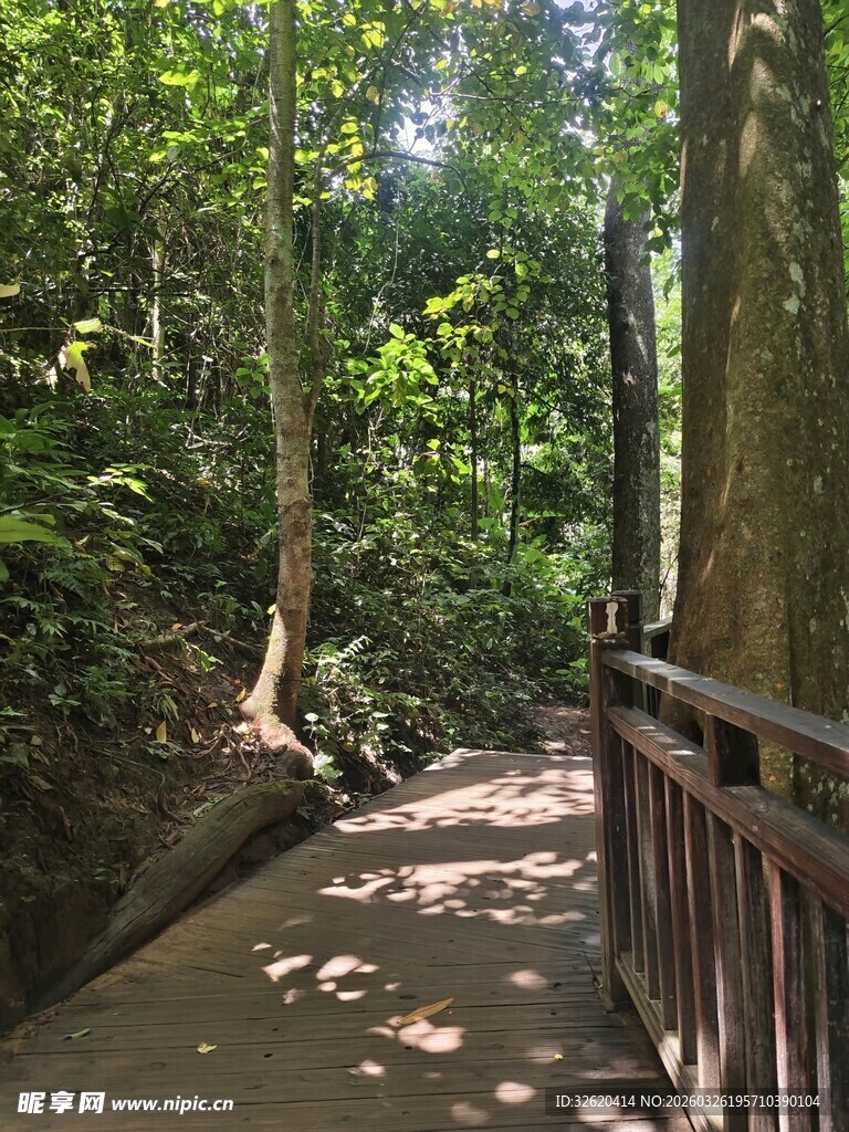 林间步道