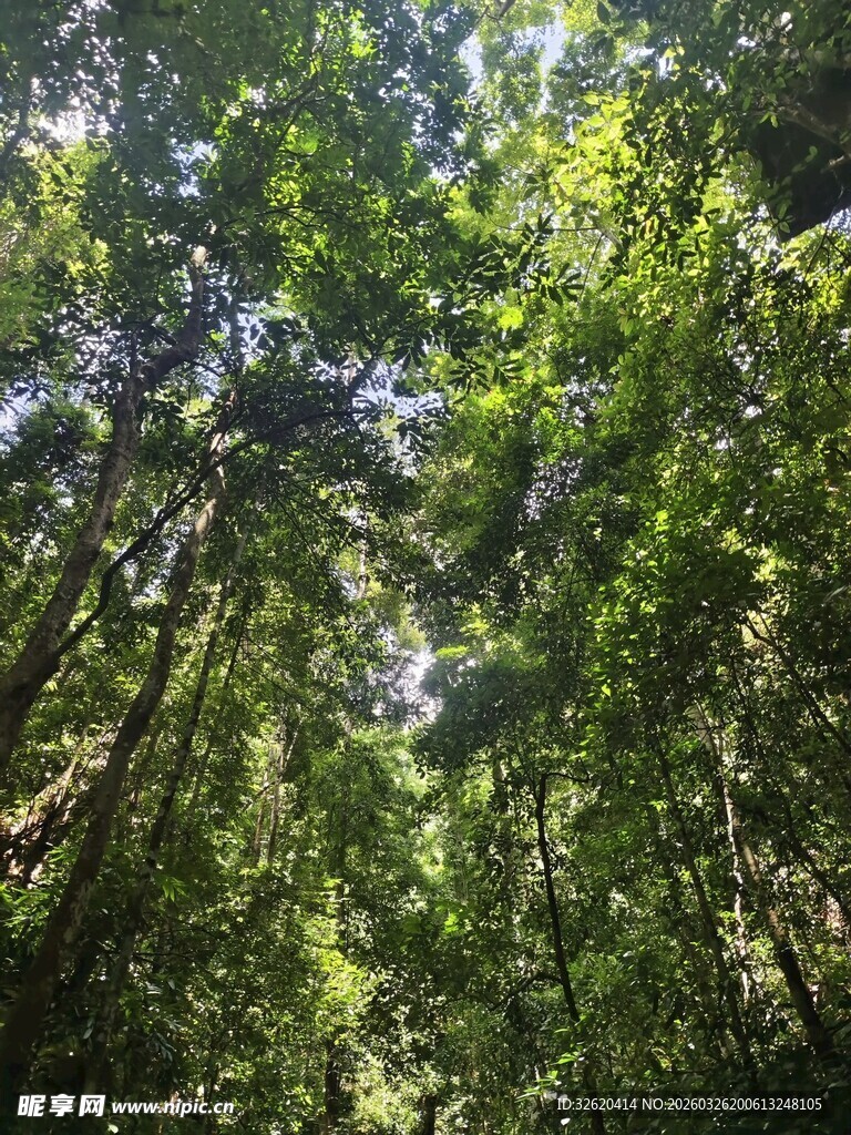 阳光洒落的茂密森林