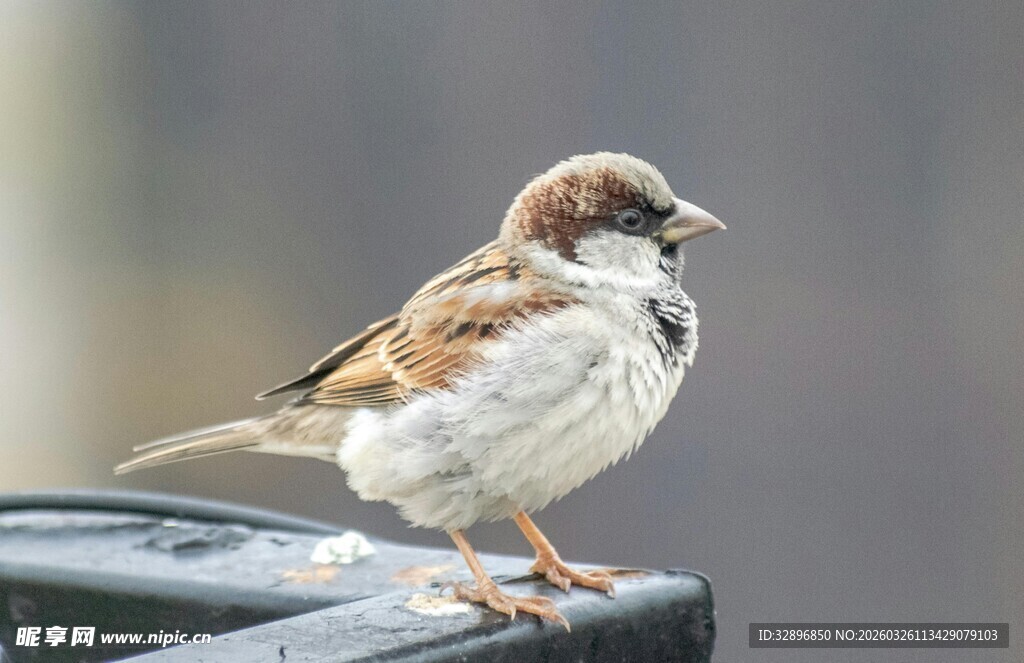 站在栏杆上的可爱小麻雀