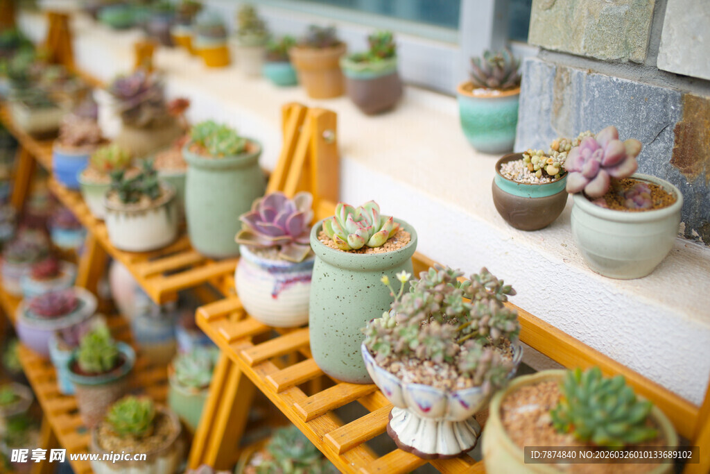 多彩多肉盆栽陈列展示