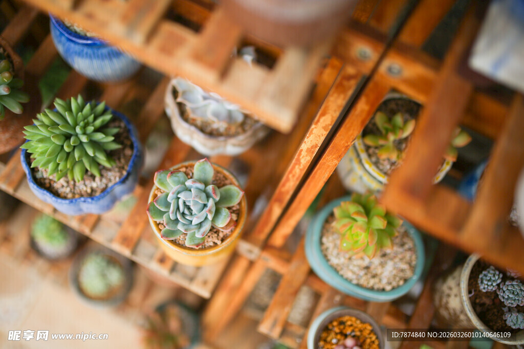 多样盆栽装点木质架