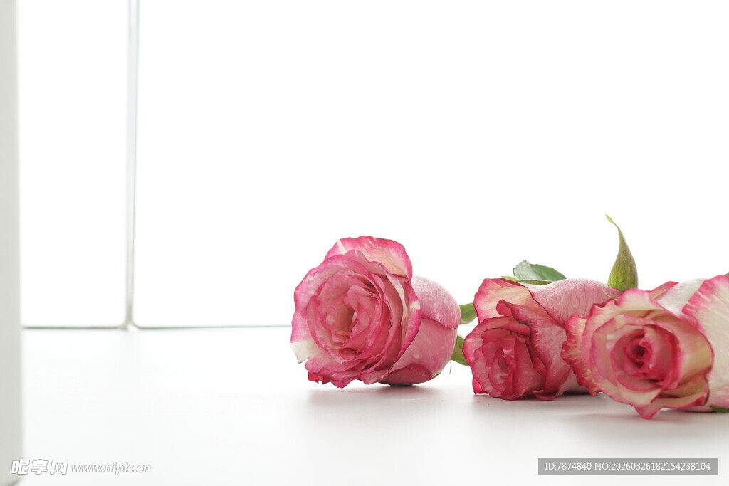 粉色玫瑰静物摆拍