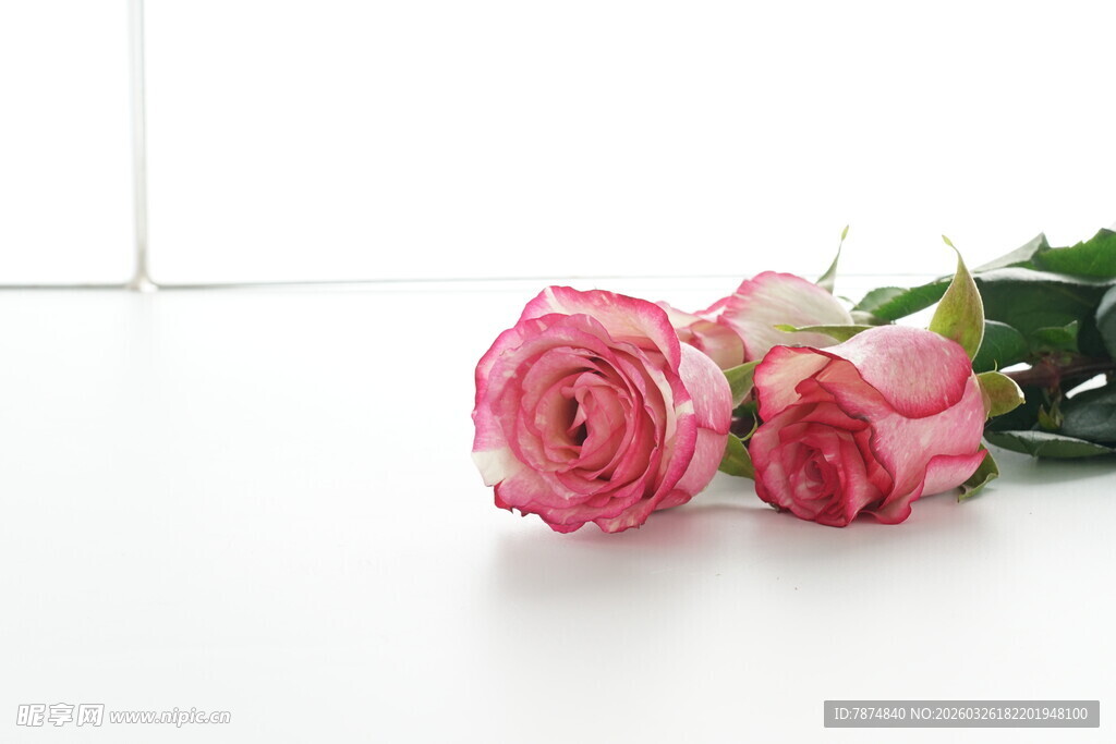 三朵娇艳粉色玫瑰花