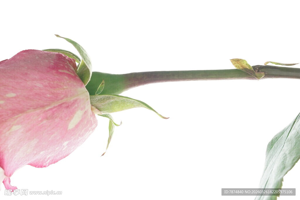 粉色娇艳玫瑰单枝特写