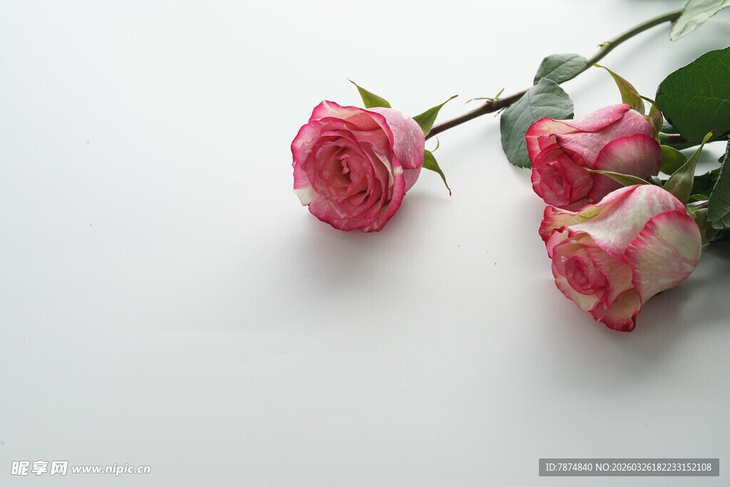 三朵娇艳粉色玫瑰花