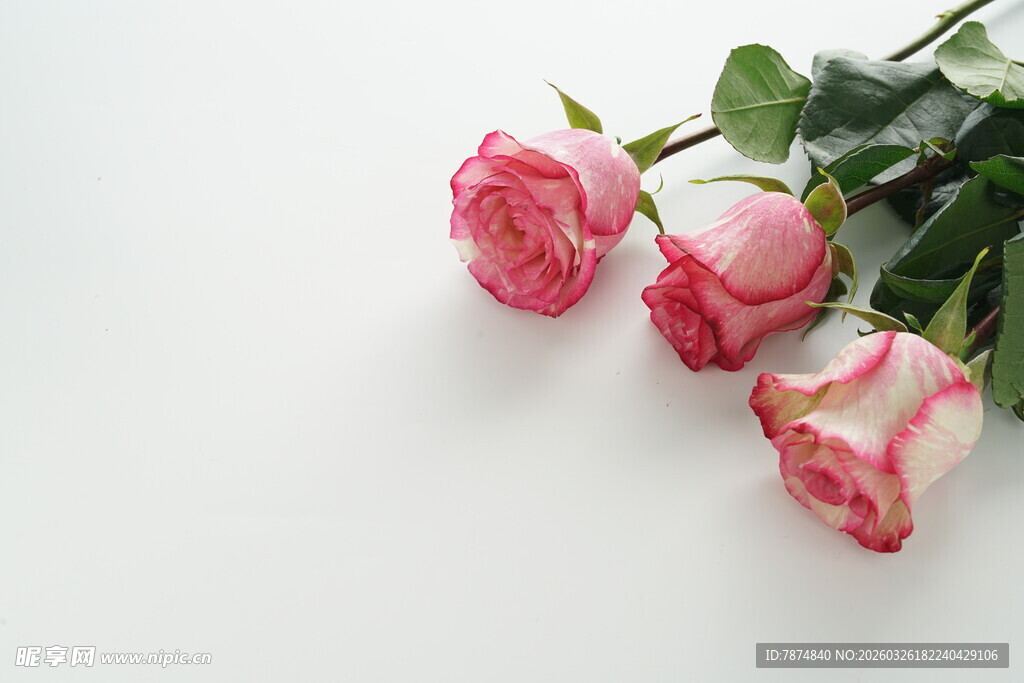 三朵粉白渐变娇艳玫瑰花