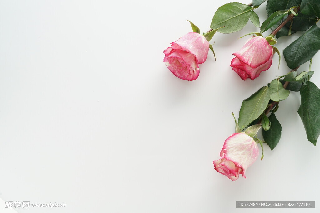 三朵娇艳粉色玫瑰