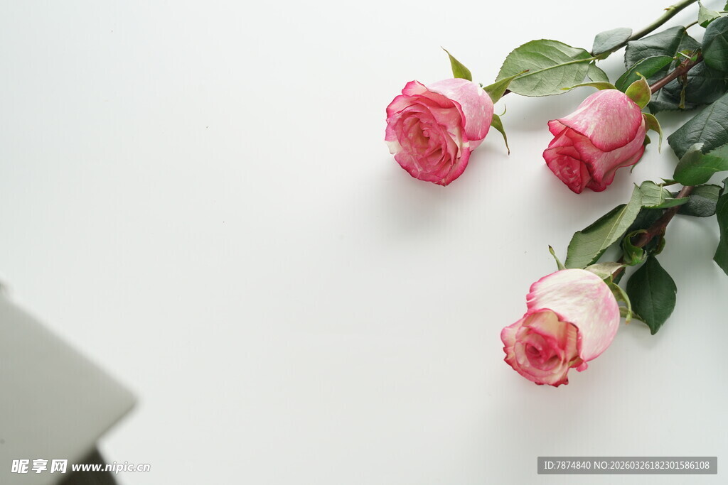 三朵娇艳粉色玫瑰花