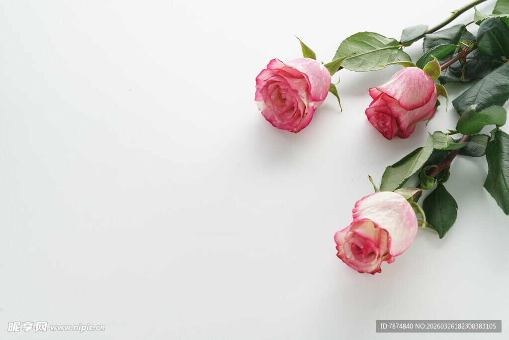 三朵娇艳粉色玫瑰花