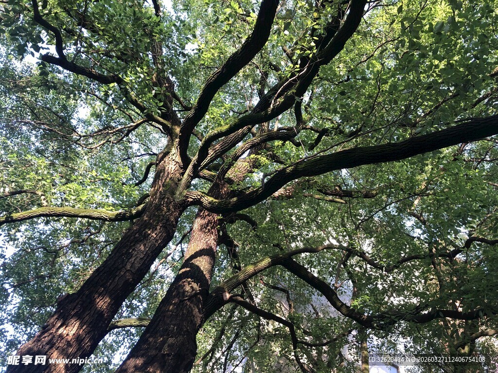 繁茂大树