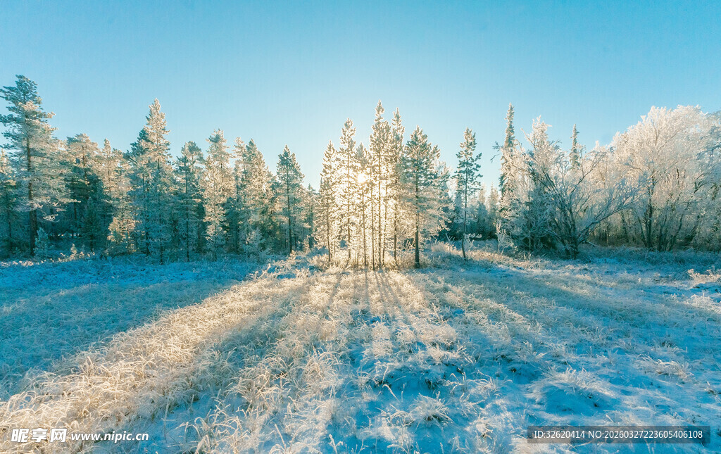 冬日雪林美景
