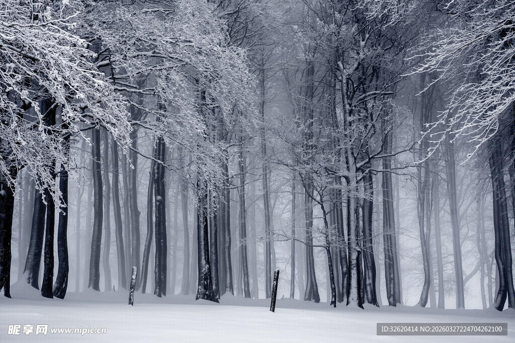 冬日雪覆森林美景