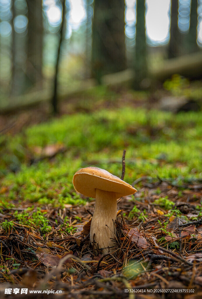 森林中独自生长的蘑菇
