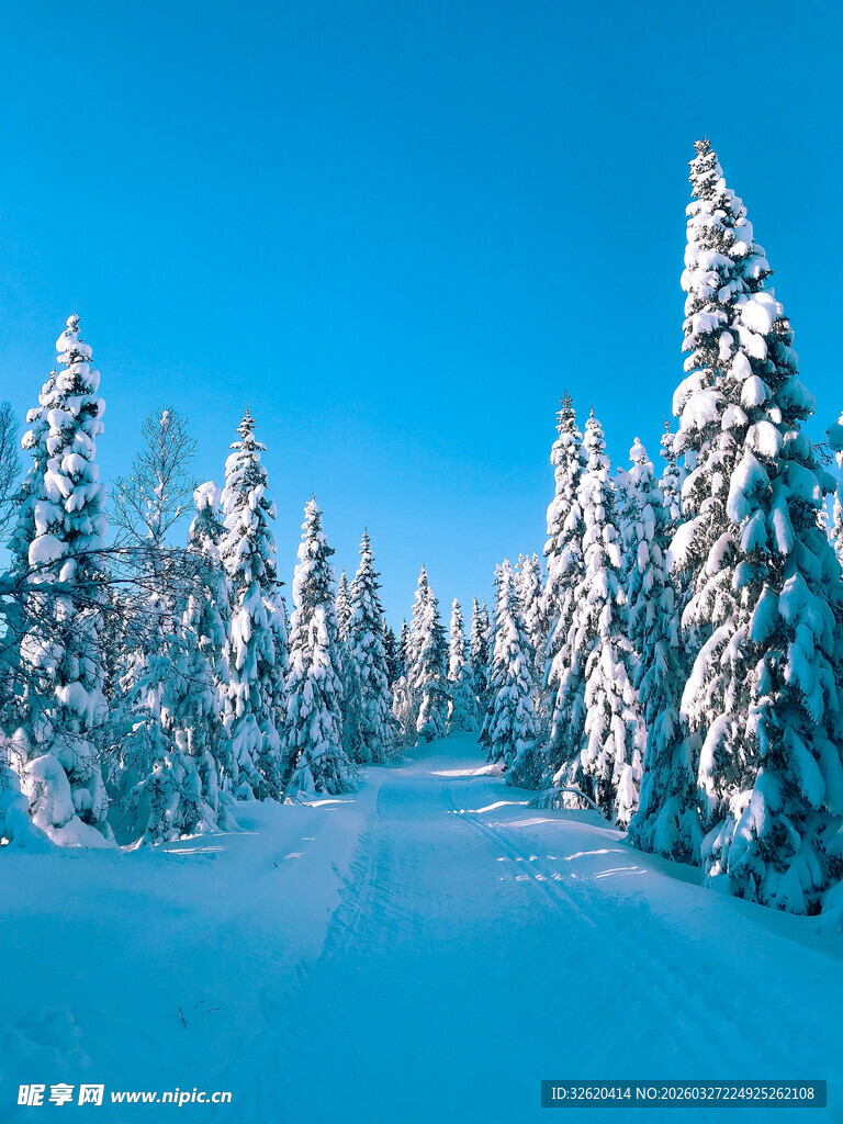 冬日雪林美景