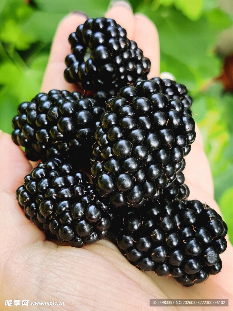 黑莓