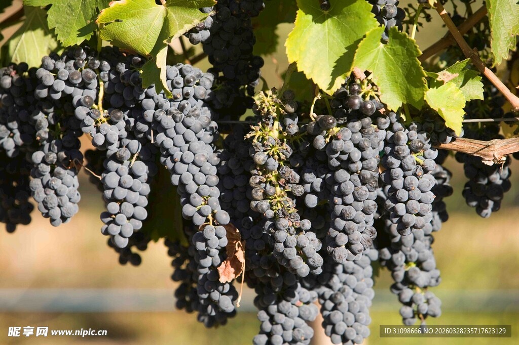 饱满紫葡萄悬挂于藤间