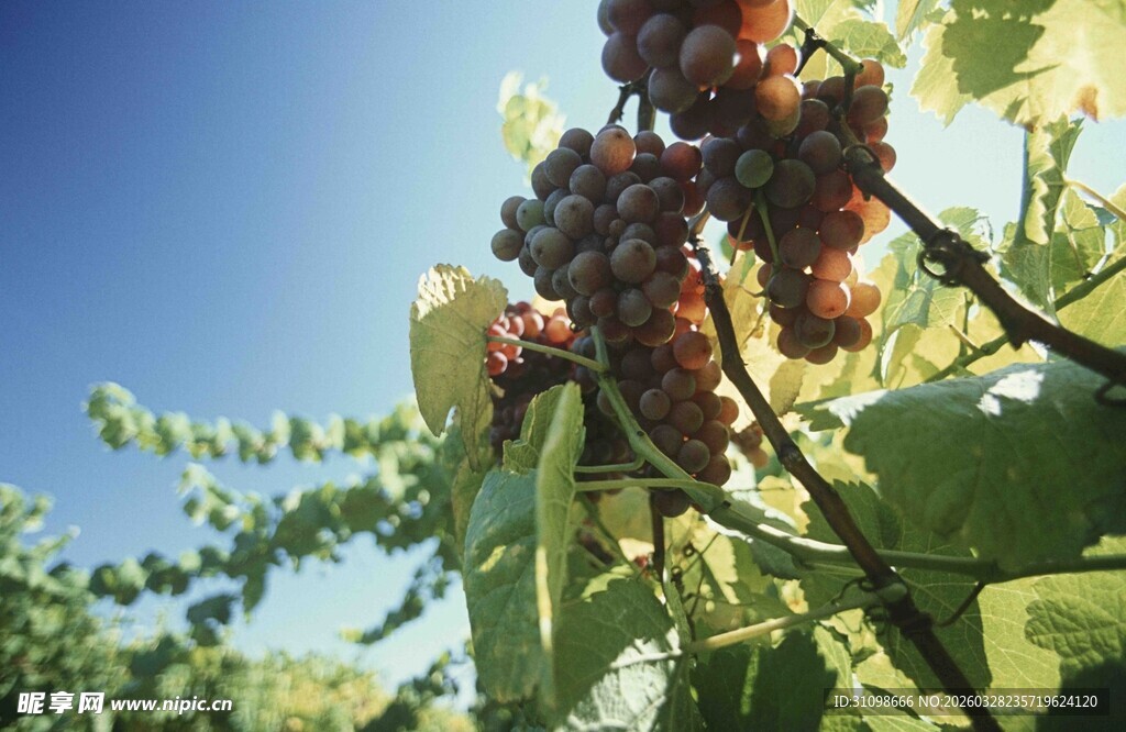 阳光下饱满的葡萄藤