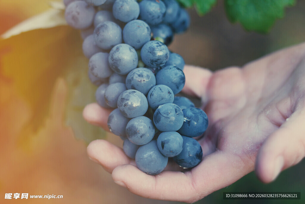 手捧饱满紫葡萄