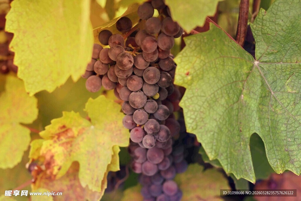 成熟紫葡萄与绿叶特写