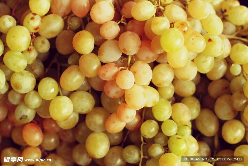 金黄饱满的葡萄果实