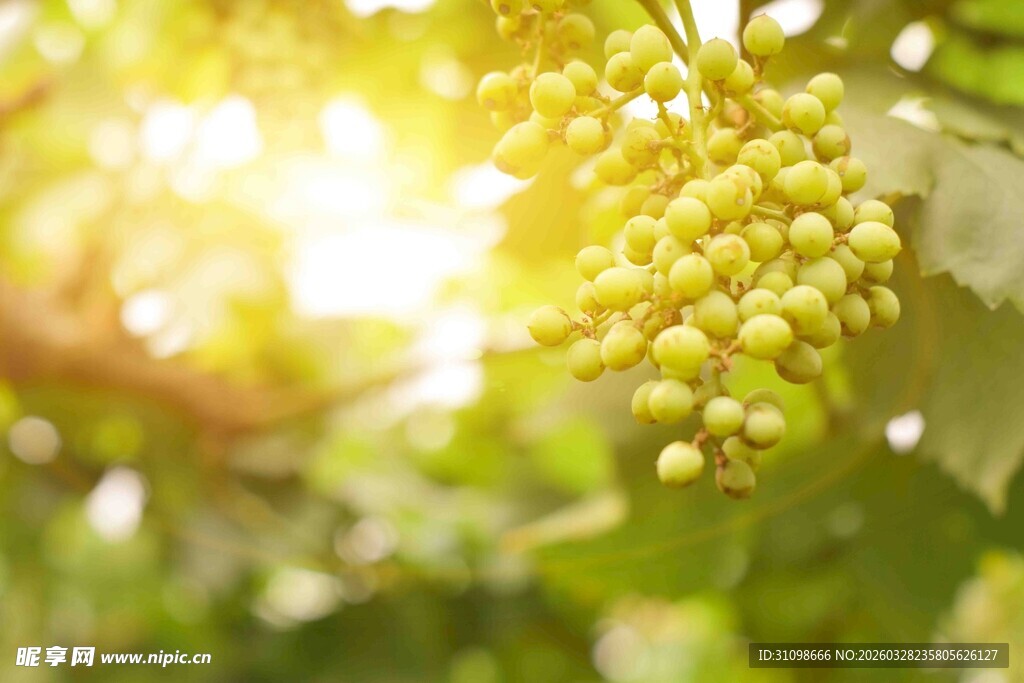 阳光下的青葡萄串