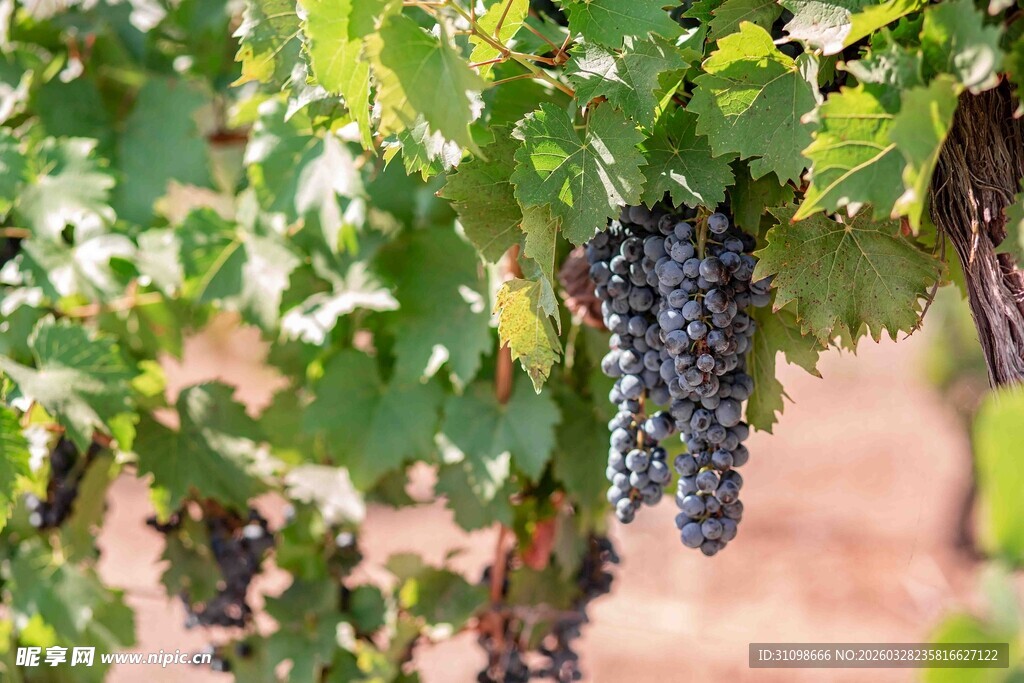 葡萄藤上的紫葡萄