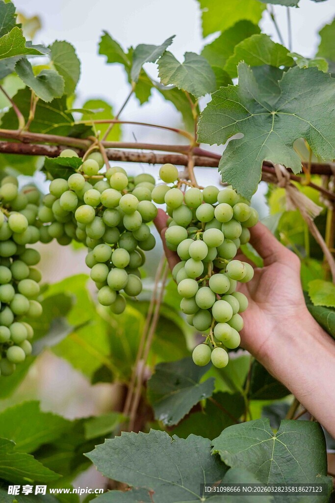 手触青葡萄