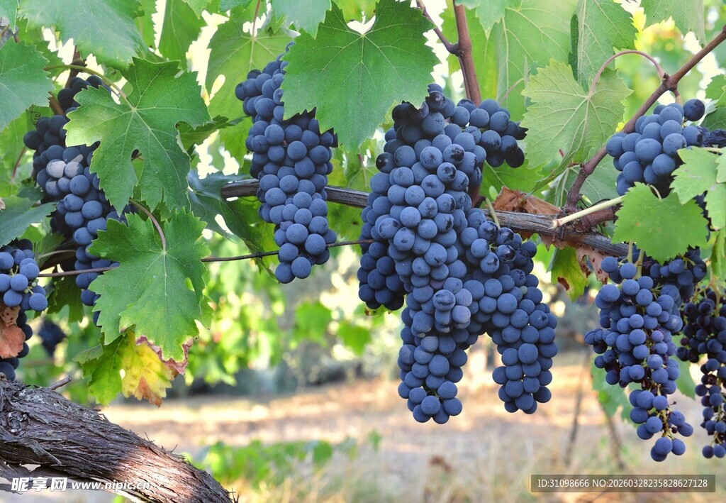 葡萄藤下饱满紫葡萄